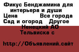 Фикус Бенджамина для интерьера и души › Цена ­ 2 900 - Все города Сад и огород » Другое   . Ненецкий АО,Тельвиска с.